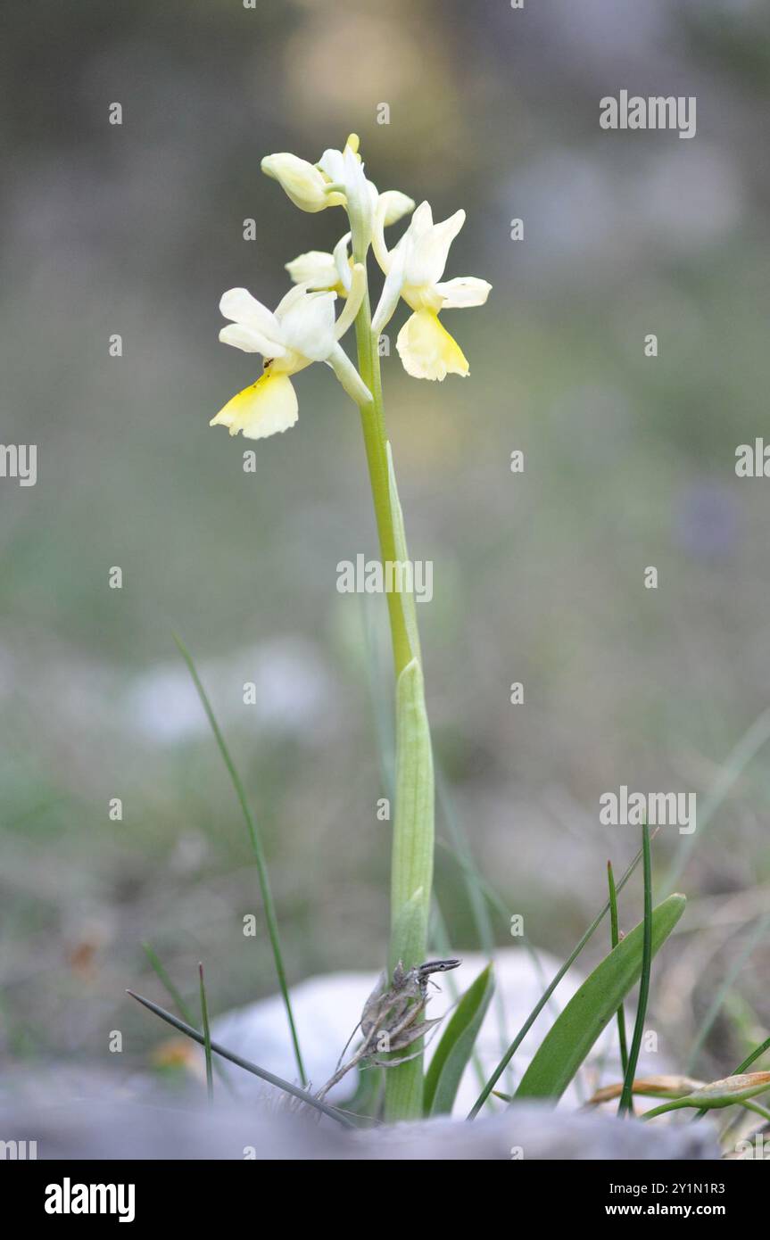 Orchidea a fiore sparso (Orchis pauciflora) Plantae Foto Stock