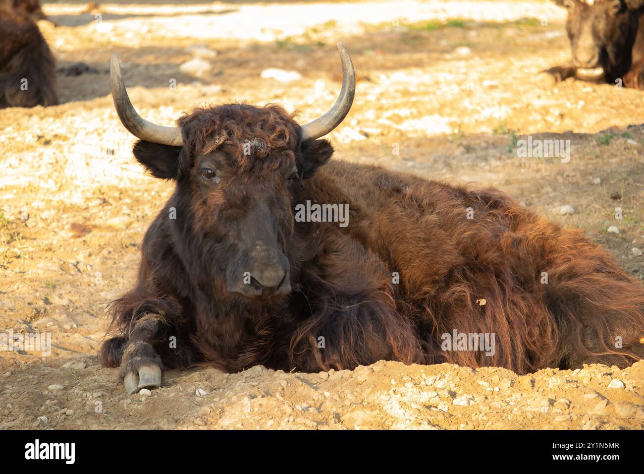 Yak domestici (Bos grunniens). Animale domestico. Foto Stock