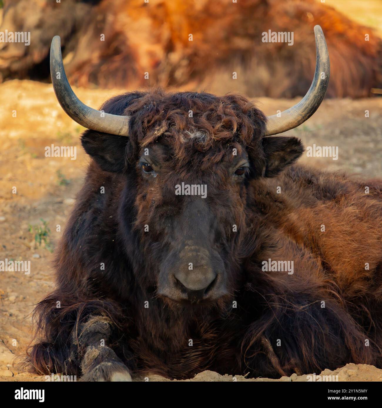 Yak domestici (Bos grunniens). Animale domestico. Foto Stock