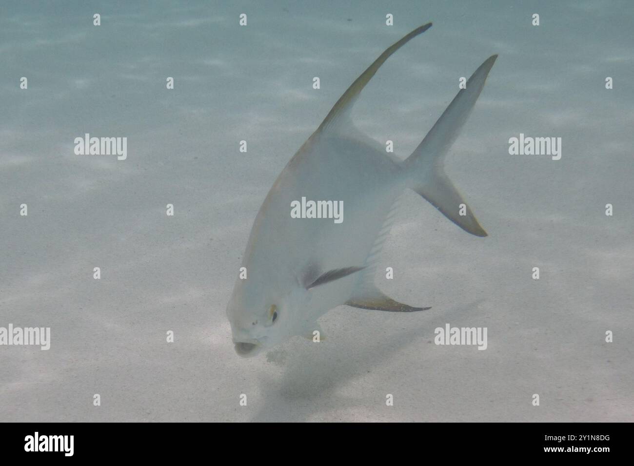 Snubnose Dart (Trachinotus blochii) Actinopterygii Foto Stock