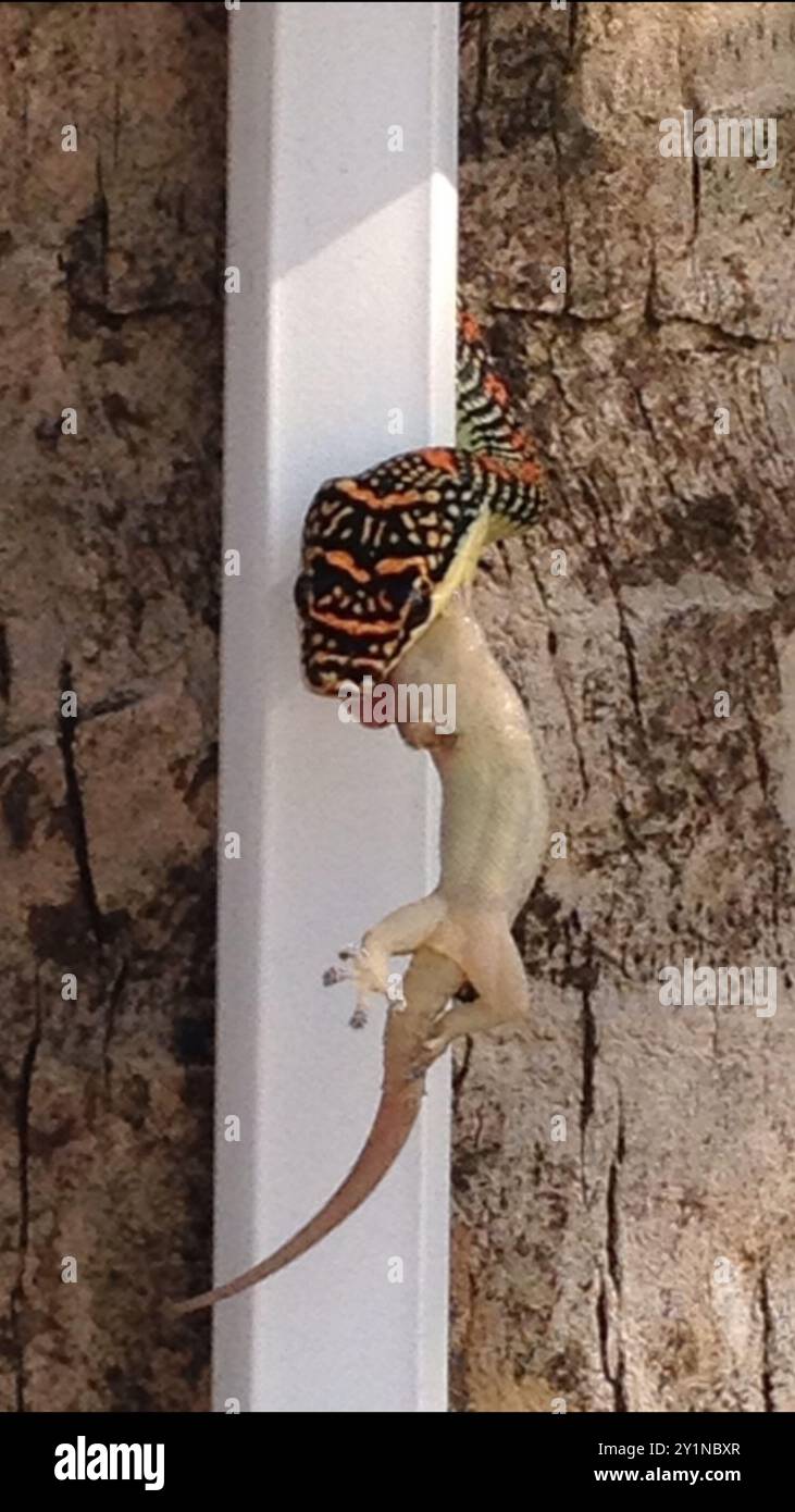 Paradise Flying Snake (Chrysopelea paradisi) Reptilia Foto Stock