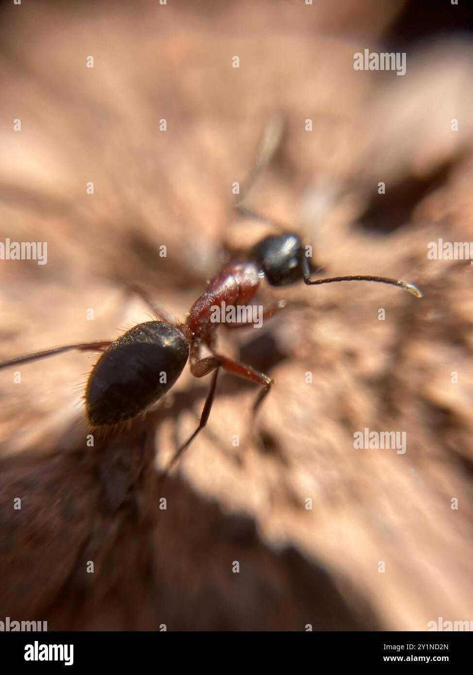 Marrone-nero Carpenter Ant (Camponotus ligniperda) Insecta Foto Stock