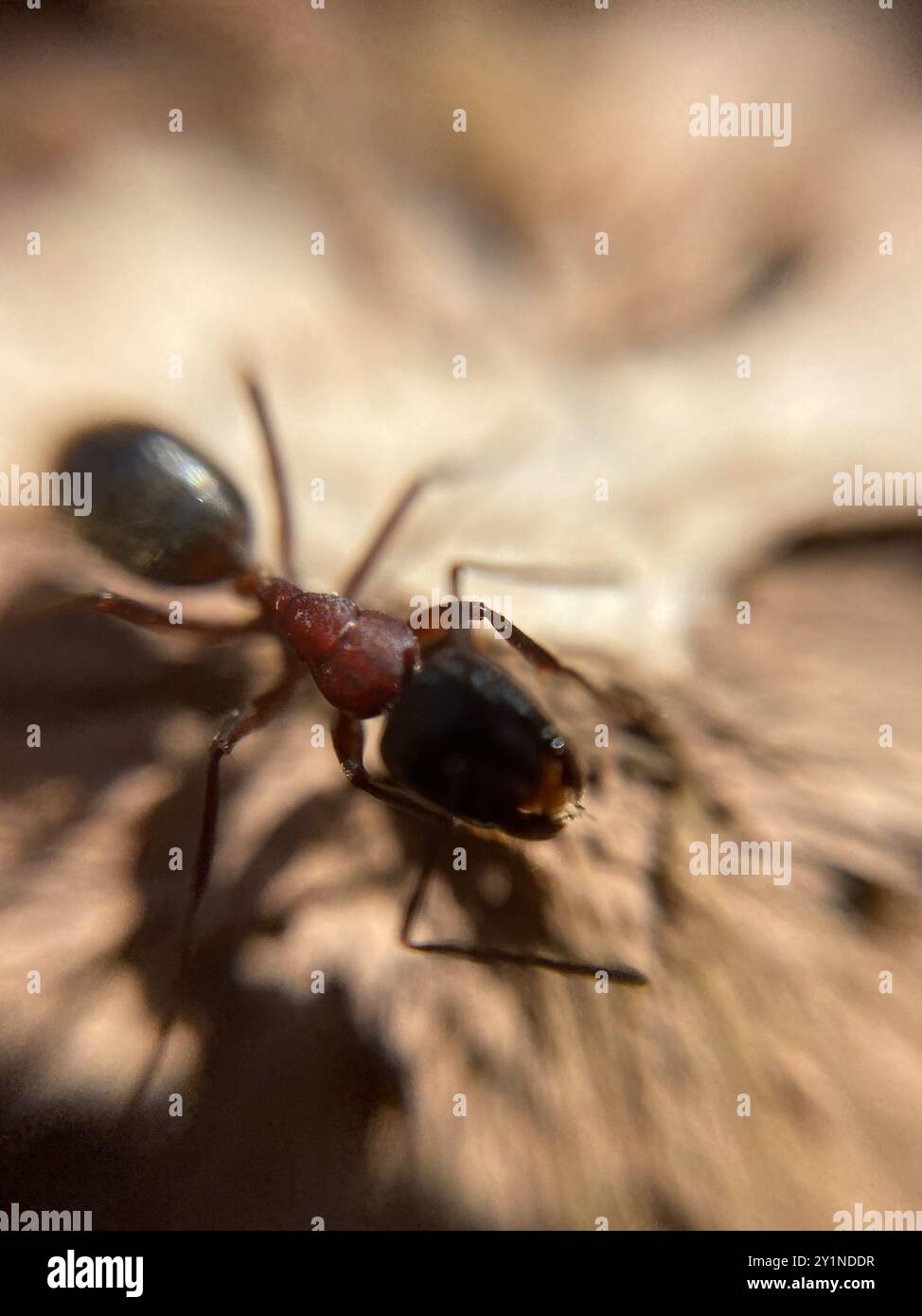 Marrone-nero Carpenter Ant (Camponotus ligniperda) Insecta Foto Stock