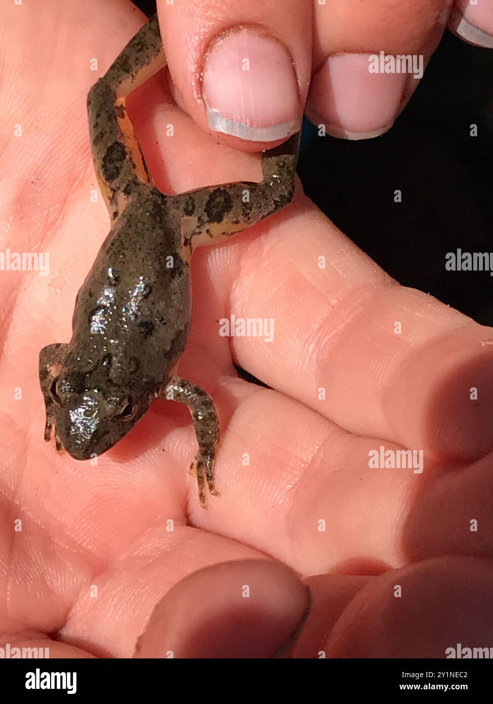 Blanchard's Cricket Frog (Acris blanchardi) Amphibia Foto Stock