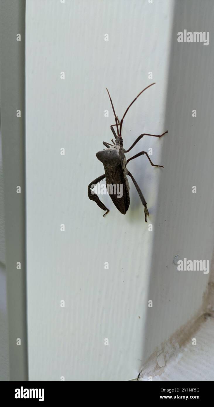 Insetto gigante con i piedi delle foglie (Acanthocephala declivis) Insecta Foto Stock