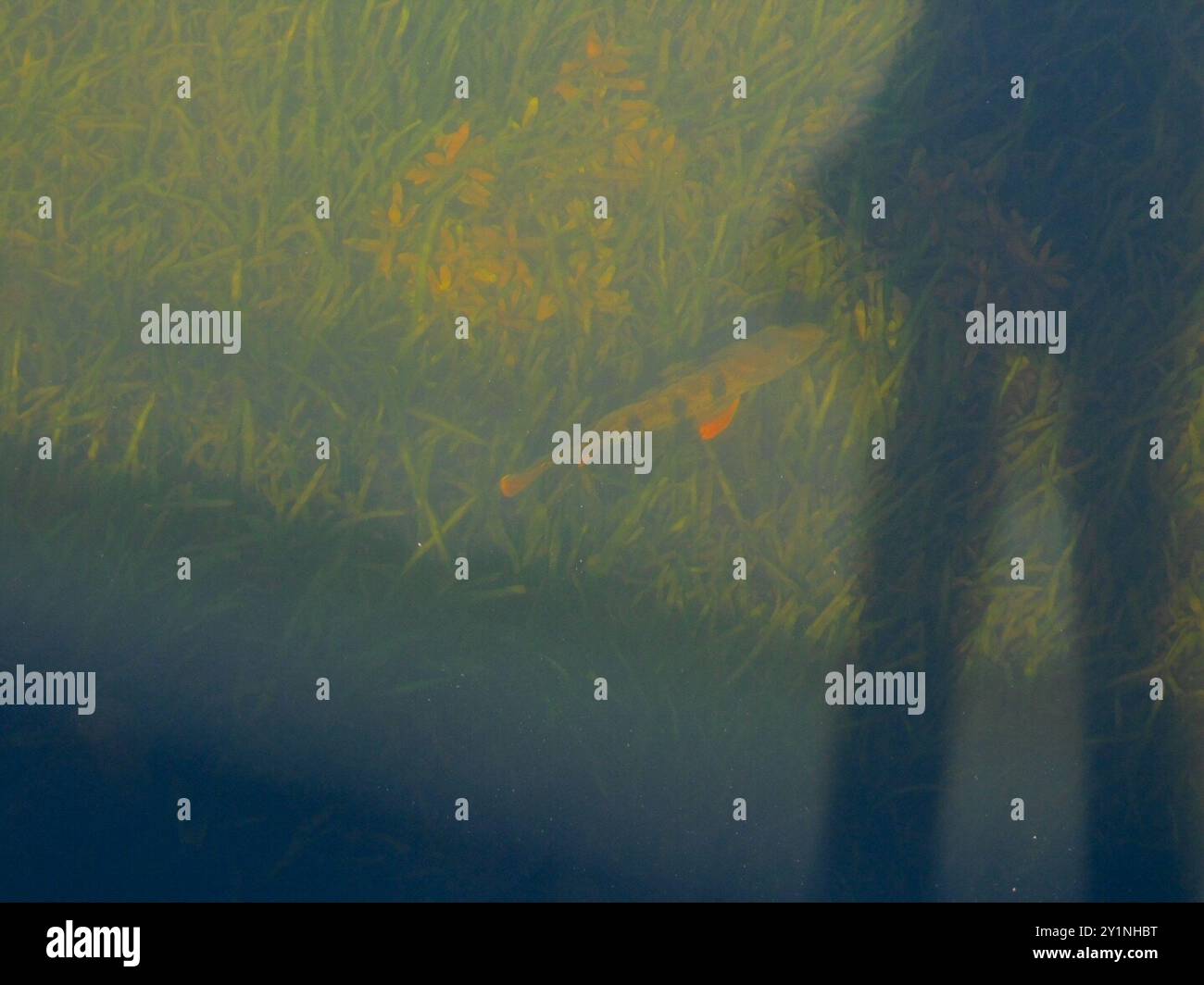 Butterfly Peacock Bass (Cichla ocellaris) Actinopterygii Foto Stock