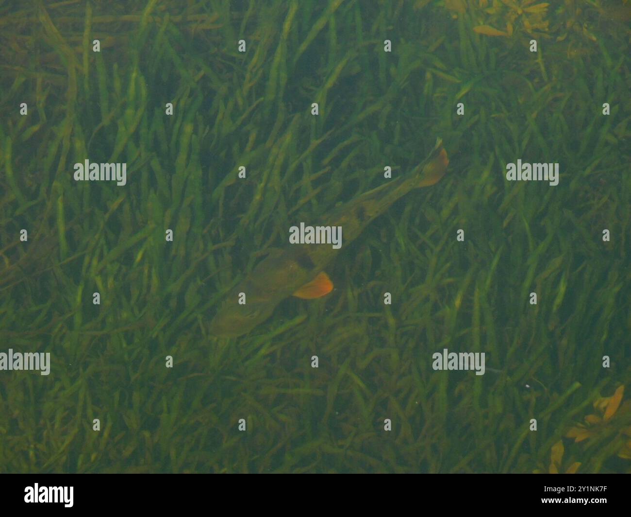 Butterfly Peacock Bass (Cichla ocellaris) Actinopterygii Foto Stock