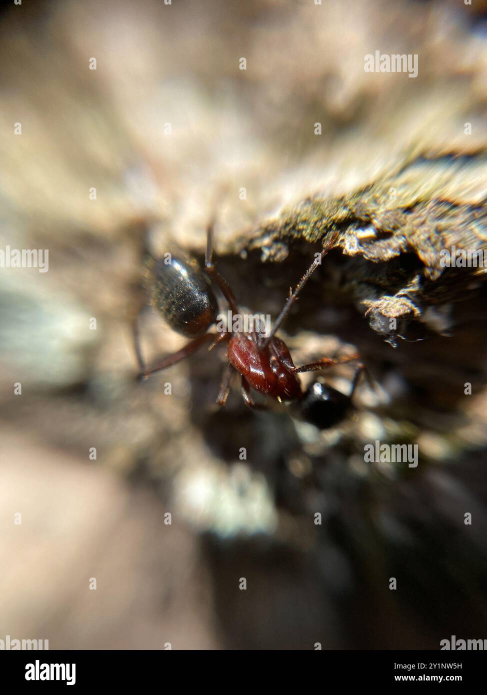 Marrone-nero Carpenter Ant (Camponotus ligniperda) Insecta Foto Stock