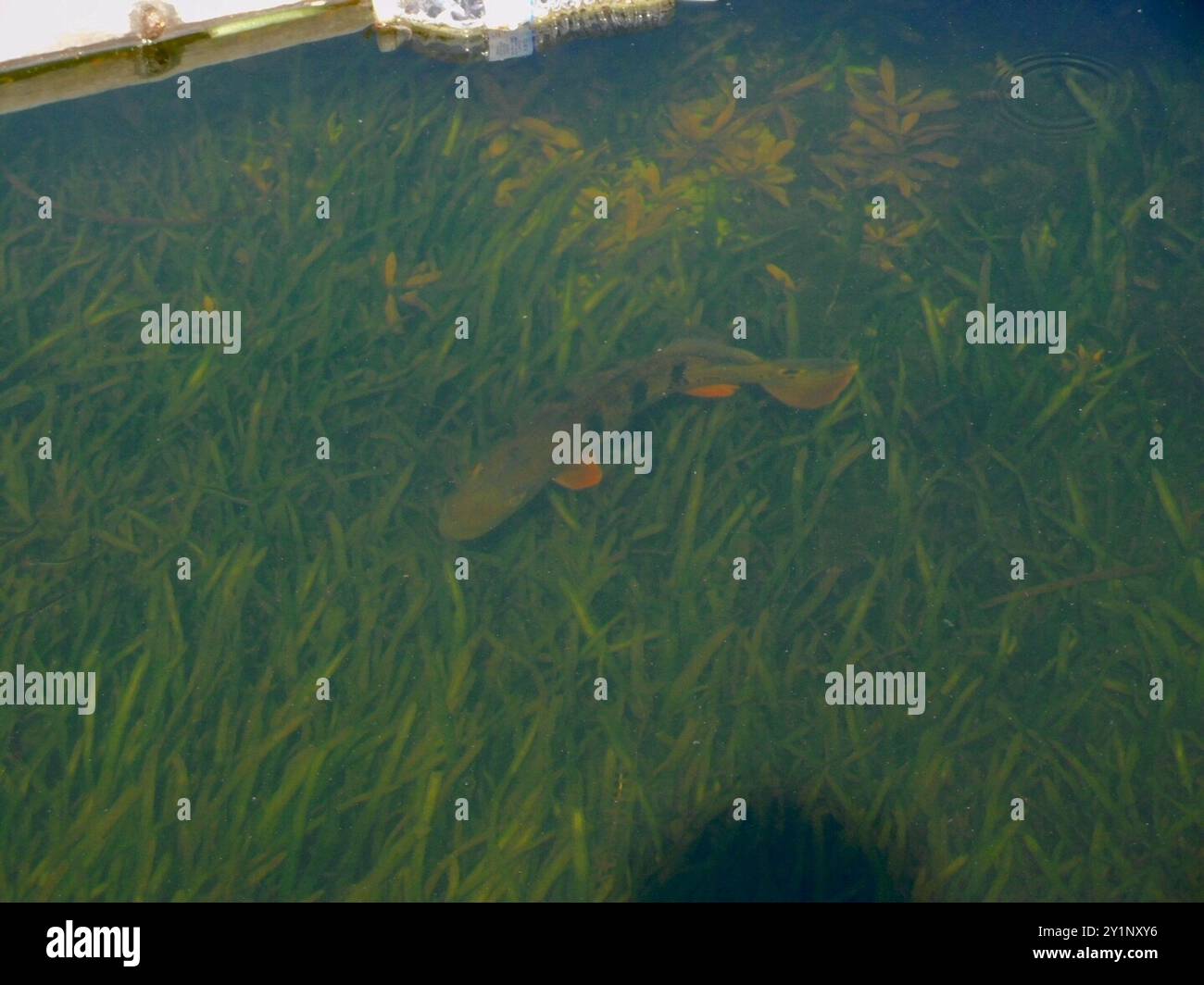 Butterfly Peacock Bass (Cichla ocellaris) Actinopterygii Foto Stock