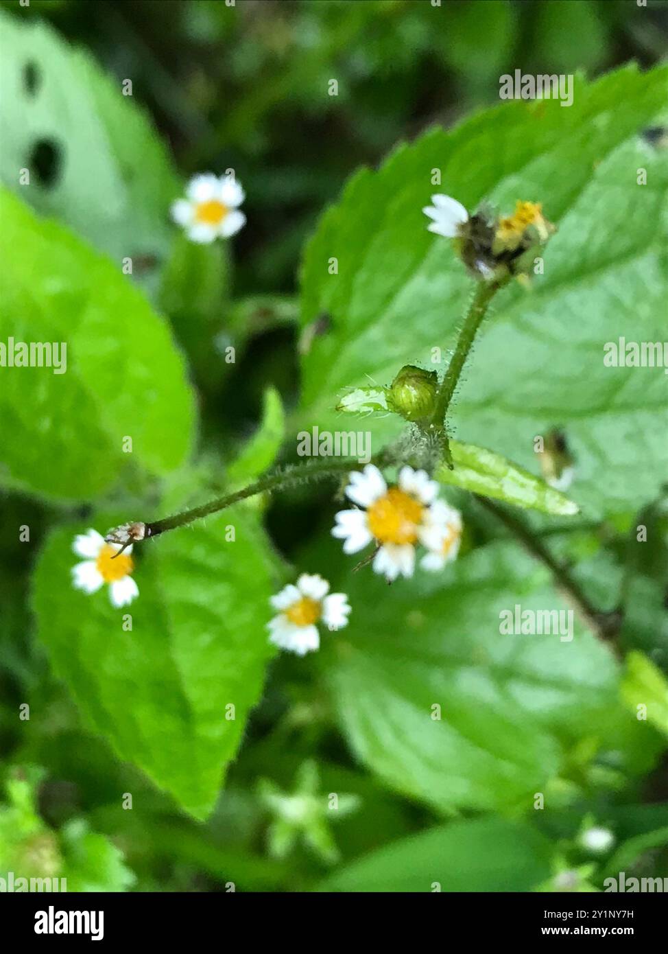 shaggy Soldier (Galinsoga quadriradiata) Plantae Foto Stock