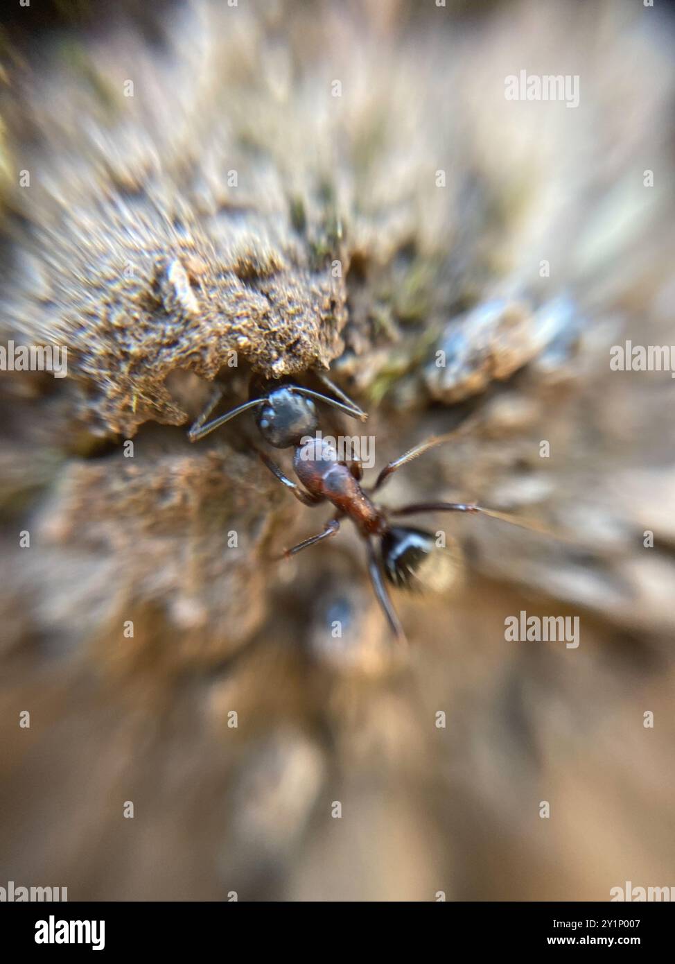 Marrone-nero Carpenter Ant (Camponotus ligniperda) Insecta Foto Stock