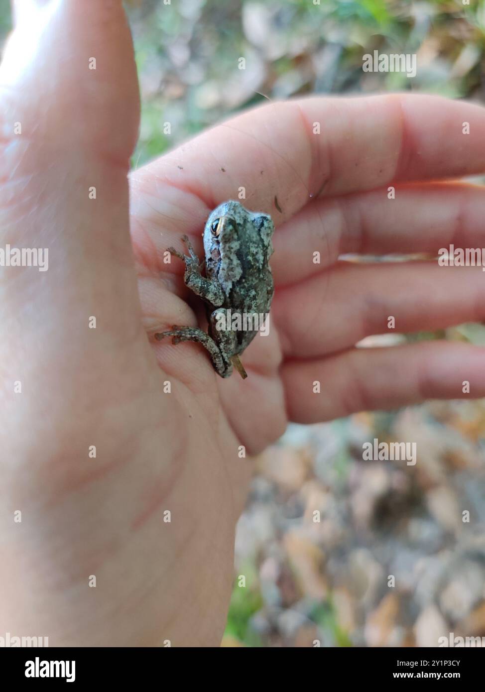 Pine Woods Tree Frog (Hyla femoralis) Amphibia Foto Stock