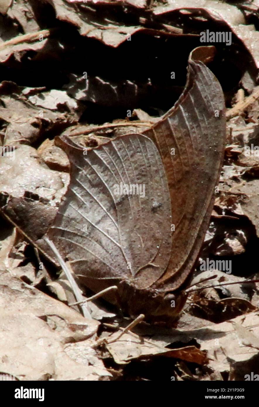 Goatweed Leafwing (Anaea andria) Insecta Foto Stock