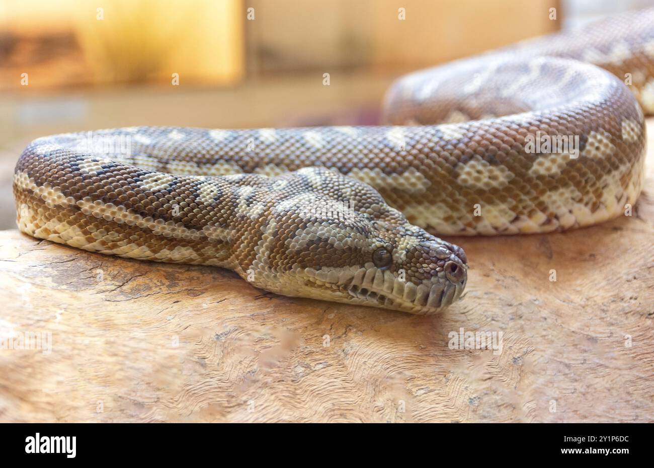 Carpet Python (Morelia spilota) serpente in Alice Springs Reptile Centre, Stuart Terrace, Alice Springs, Northern Territory, Australia Foto Stock