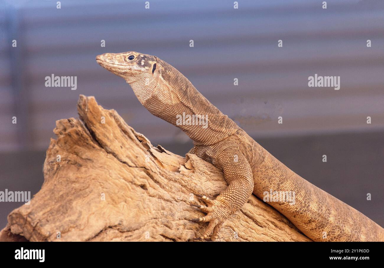 Spencer's goanna (Varanus spenceri), Alice Springs Reptile Centre, Stuart Terrace, Alice Springs, Northern Territory, Australia Foto Stock