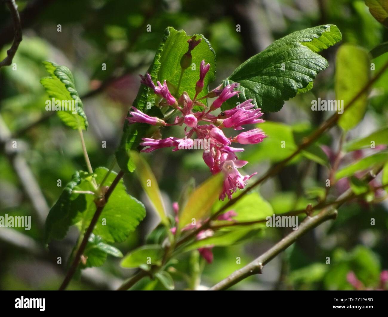 Ribes sanguigno (Ribes sanguineum glutinosum) Plantae Foto Stock