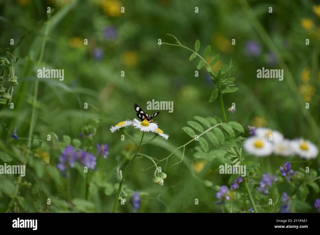 Forester Moth (Alypia octomaculata) Insecta con otto macchie Foto Stock