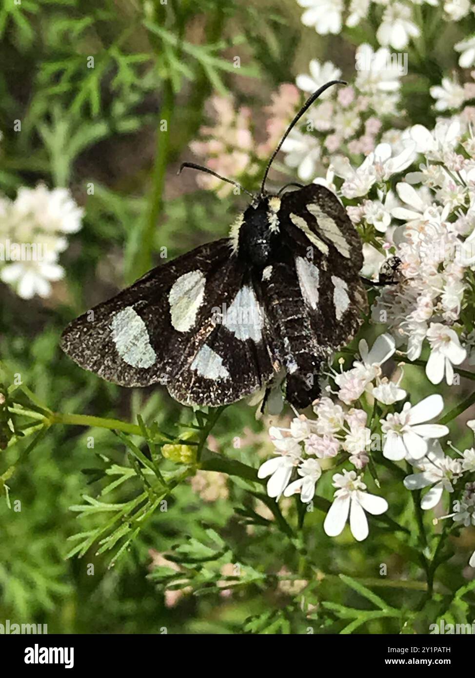 Forester Moth (Alypia octomaculata) Insecta con otto macchie Foto Stock