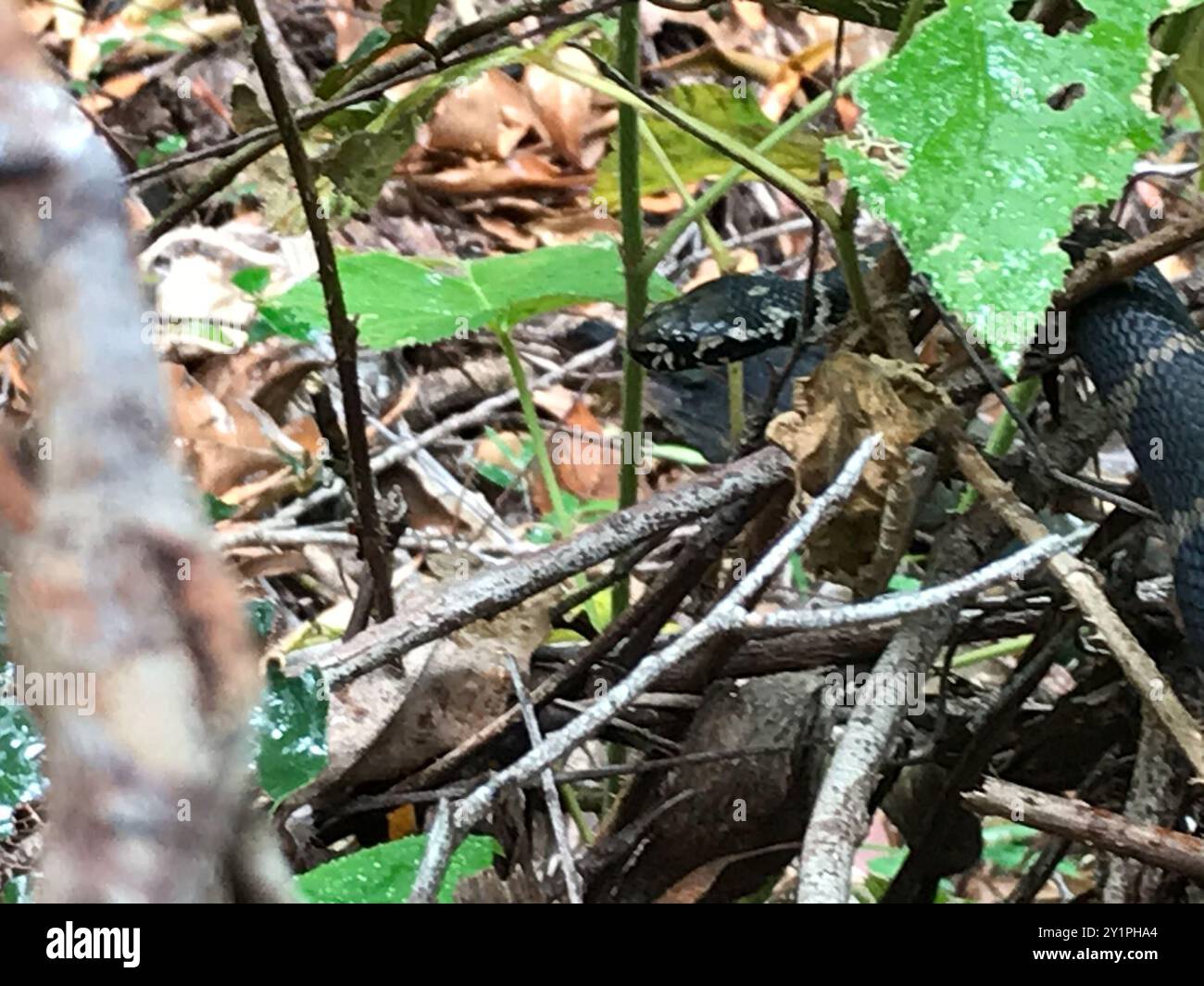 Stephens' Banded Snake (Hoplocephalus stephensii) Reptilia Foto Stock