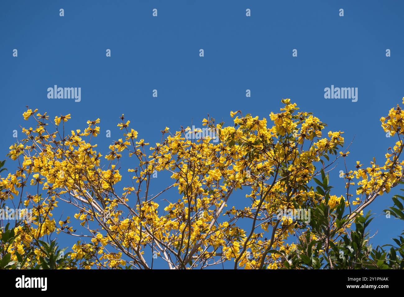 Massa di rami di fiori gialli luminosi dell'albero della tromba dorata, Handroanthus chrysotrichus, nel giardino australiano. Quasi niente foglie. Nativo del Brasile Foto Stock