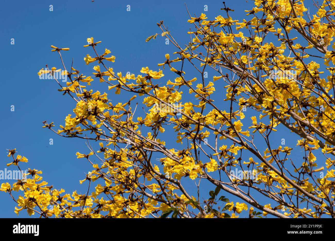 Massa di rami di fiori gialli luminosi dell'albero della tromba dorata, Handroanthus chrysotrichus, nel giardino australiano. Quasi niente foglie. Nativo del Brasile Foto Stock
