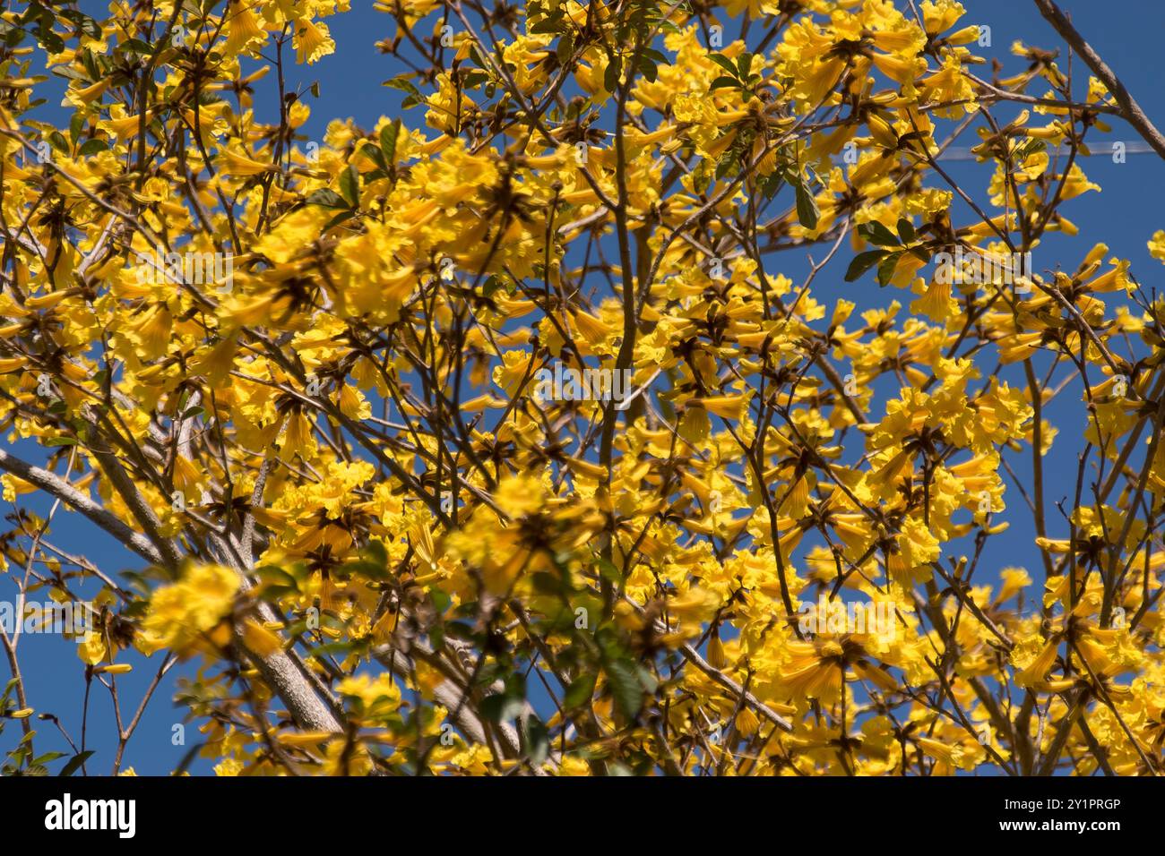 Massa di rami di fiori gialli luminosi dell'albero della tromba dorata, Handroanthus chrysotrichus, nel giardino australiano. Quasi niente foglie. Nativo del Brasile Foto Stock