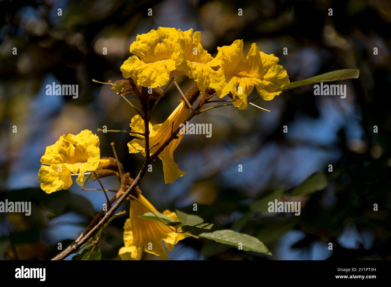Primo piano di fiori gialli luminosi dell'albero della tromba dorata, Handroanthus chrysotrichus in primavera. Nativo del Brasile. Giardino nel Queensland, Australia. Foto Stock