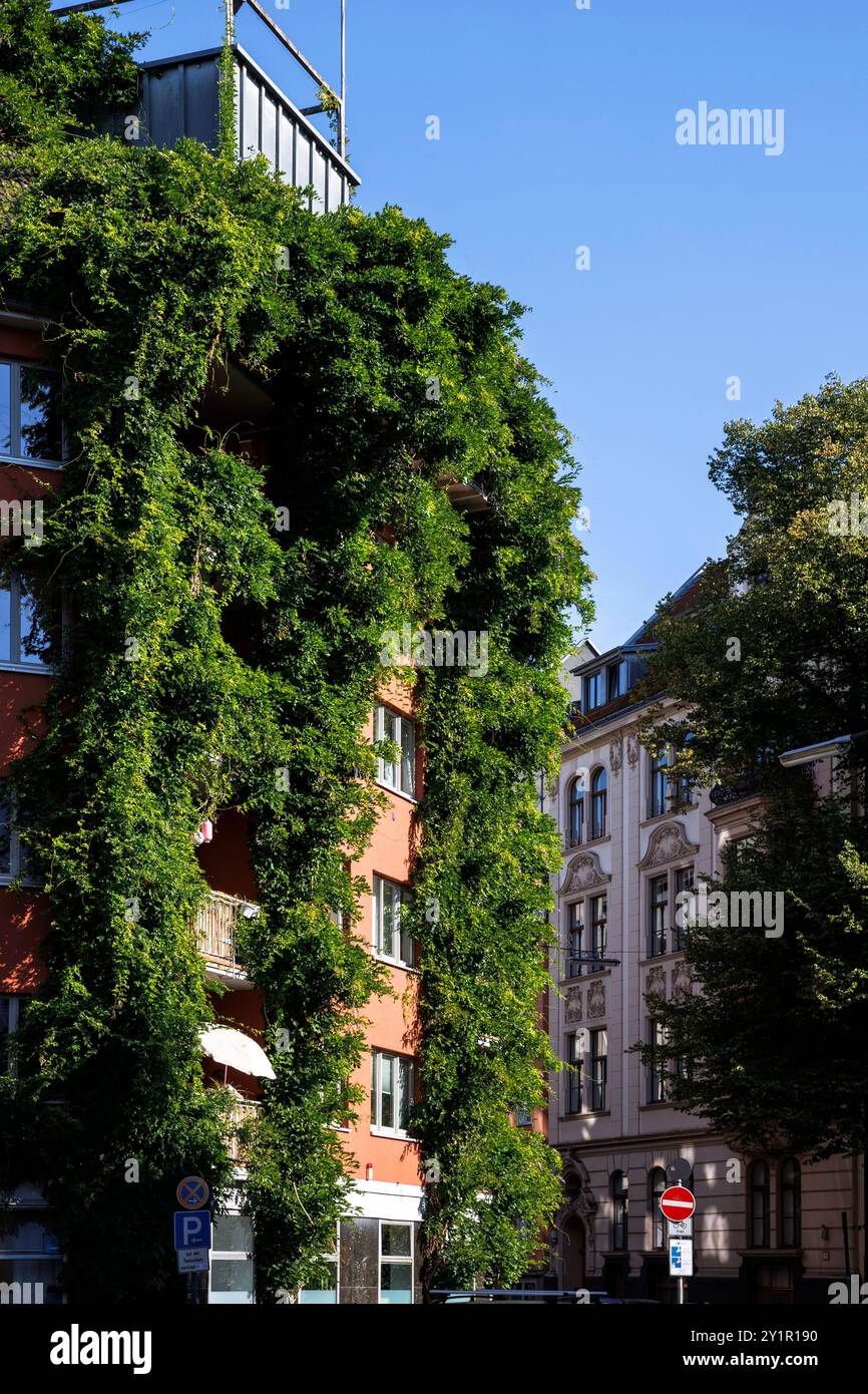 Con piante coperte casa su Werder Street, facciata verde, Colonia, Germania. Begruentes Haus in der Werderstrasse, Fassadenbegruenung, Koeln, Deutsc Foto Stock