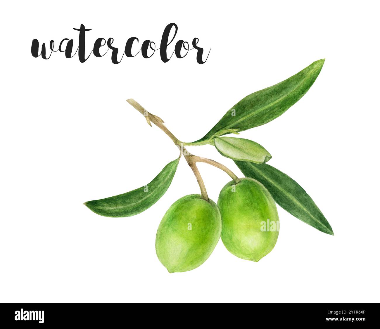 Ramificato di olive ad acquerello dipinto a mano con illustrazione botanica di olive verdi Foto Stock Ramificato di olive ad acquerello dipinto a mano con illustrazione botanica di olive verdi Foto Stock