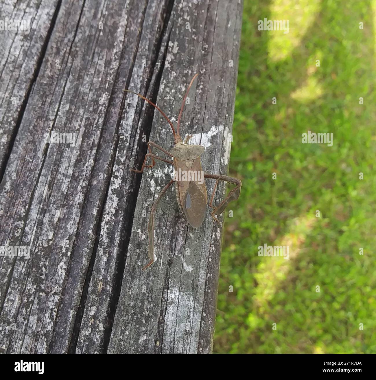 Insetto gigante con i piedi delle foglie (Acanthocephala declivis) Insecta Foto Stock