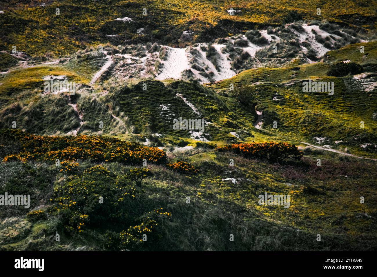 Un paesaggio selvaggio e naturale con un mix di superfici, tra cui erba, terra, sabbia e fiori selvatici. Foto Stock