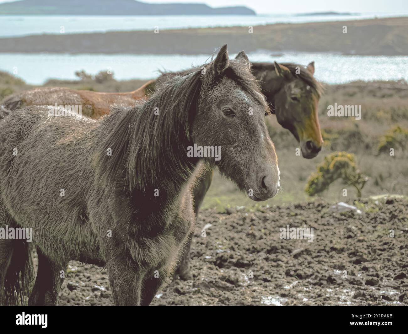 Due cavalli, un grigio e un marrone, con un cavallo grigio in primo piano, si trovano in un campo con un corpo d'acqua sullo sfondo. Foto Stock