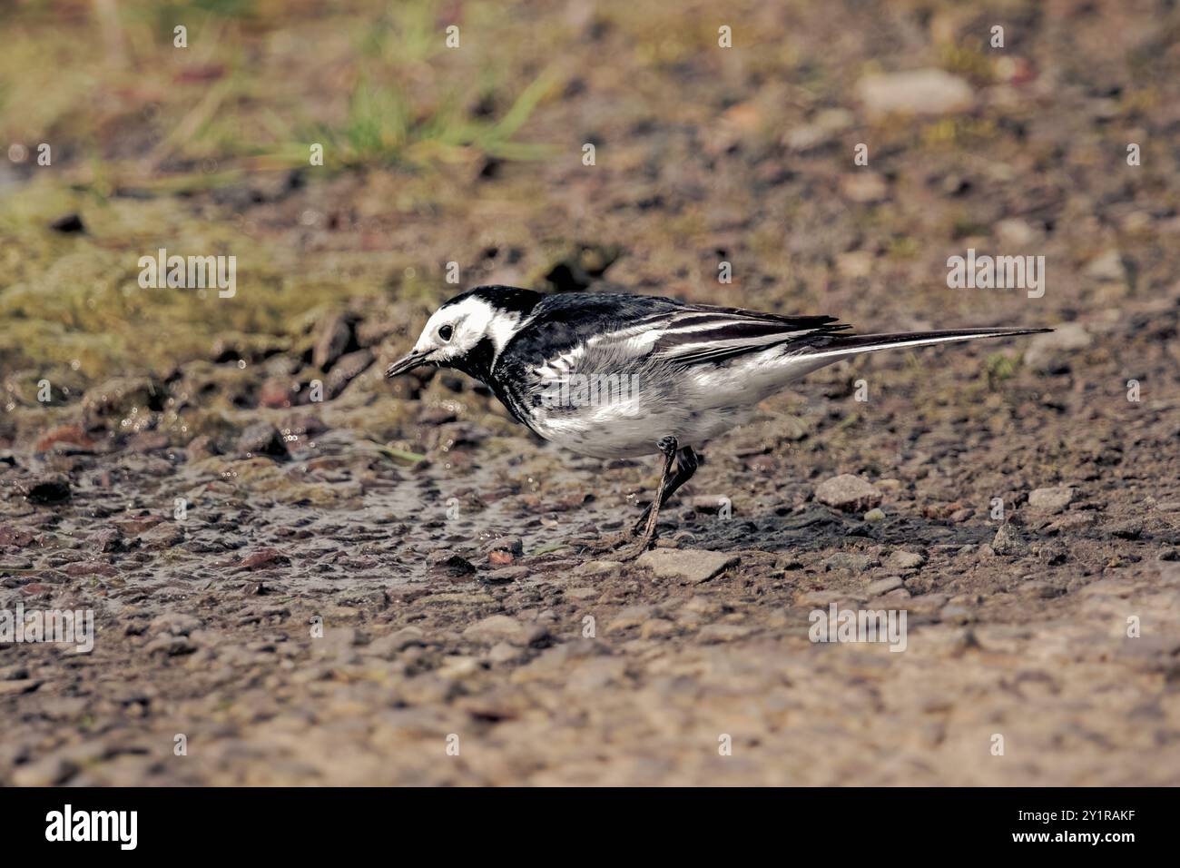 Un uccello bianco e nero con una lunga coda sta camminando su un sentiero sterrato. L'uccello ha un corpo piccolo e gambe lunghe. Il sentiero è umido e presenta piccole rocce e Foto Stock