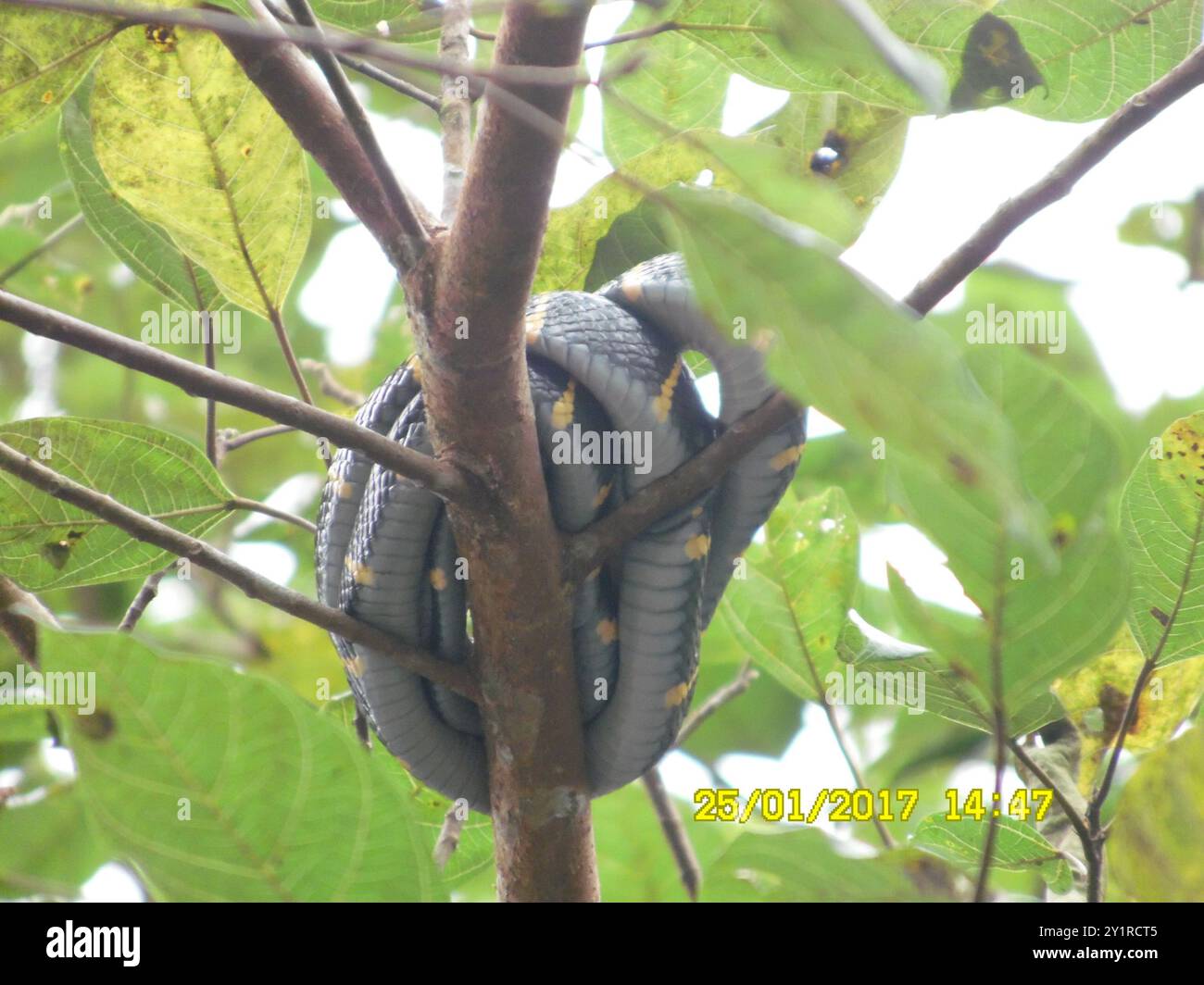Serpente di gatto delle mangrovie occidentali (Boiga melanota) Reptilia Foto Stock