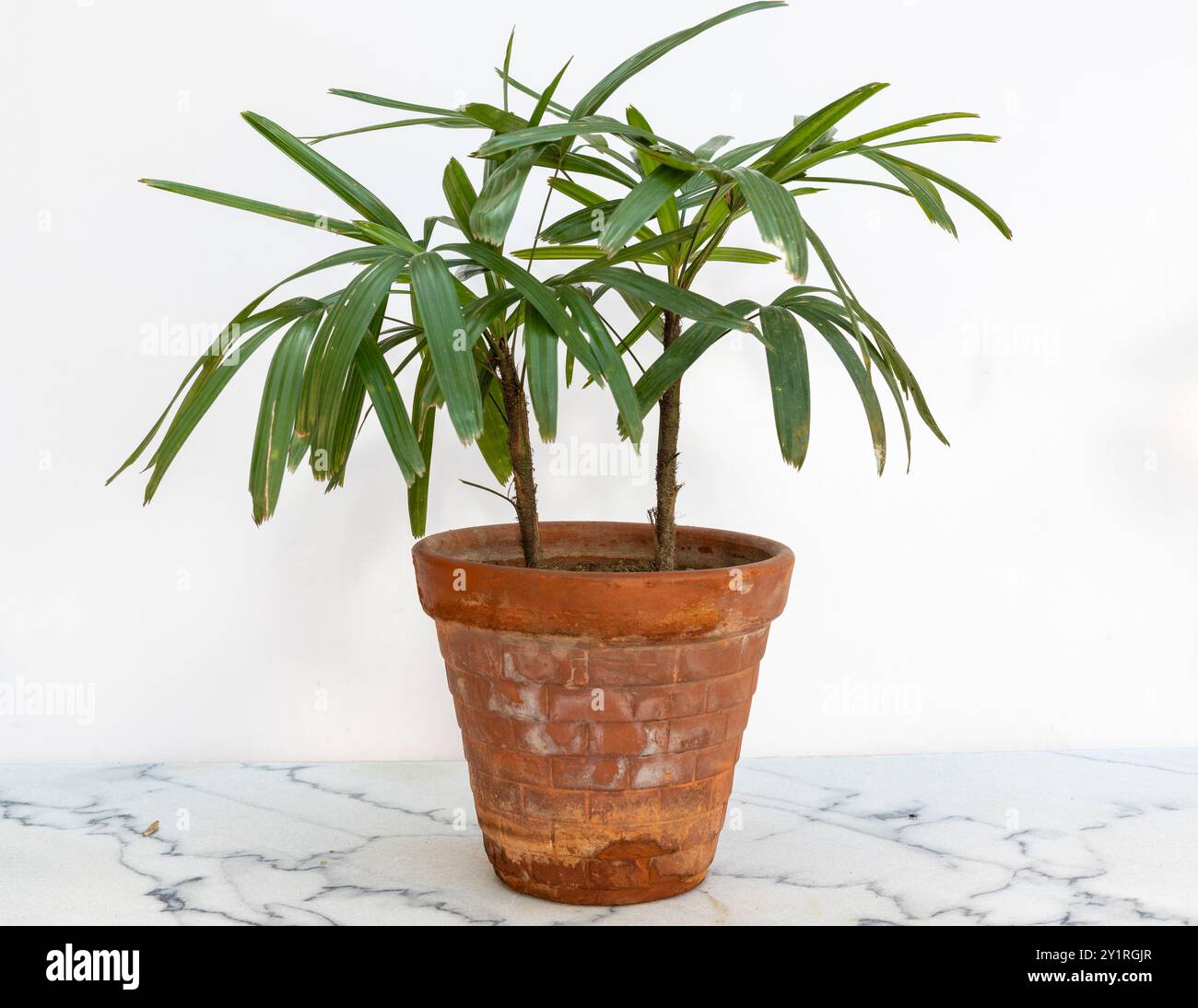 Rhapis excelsa (palma di bambù) in una pentola di argilla su pavimento in marmo e sfondo bianco a parete Foto Stock