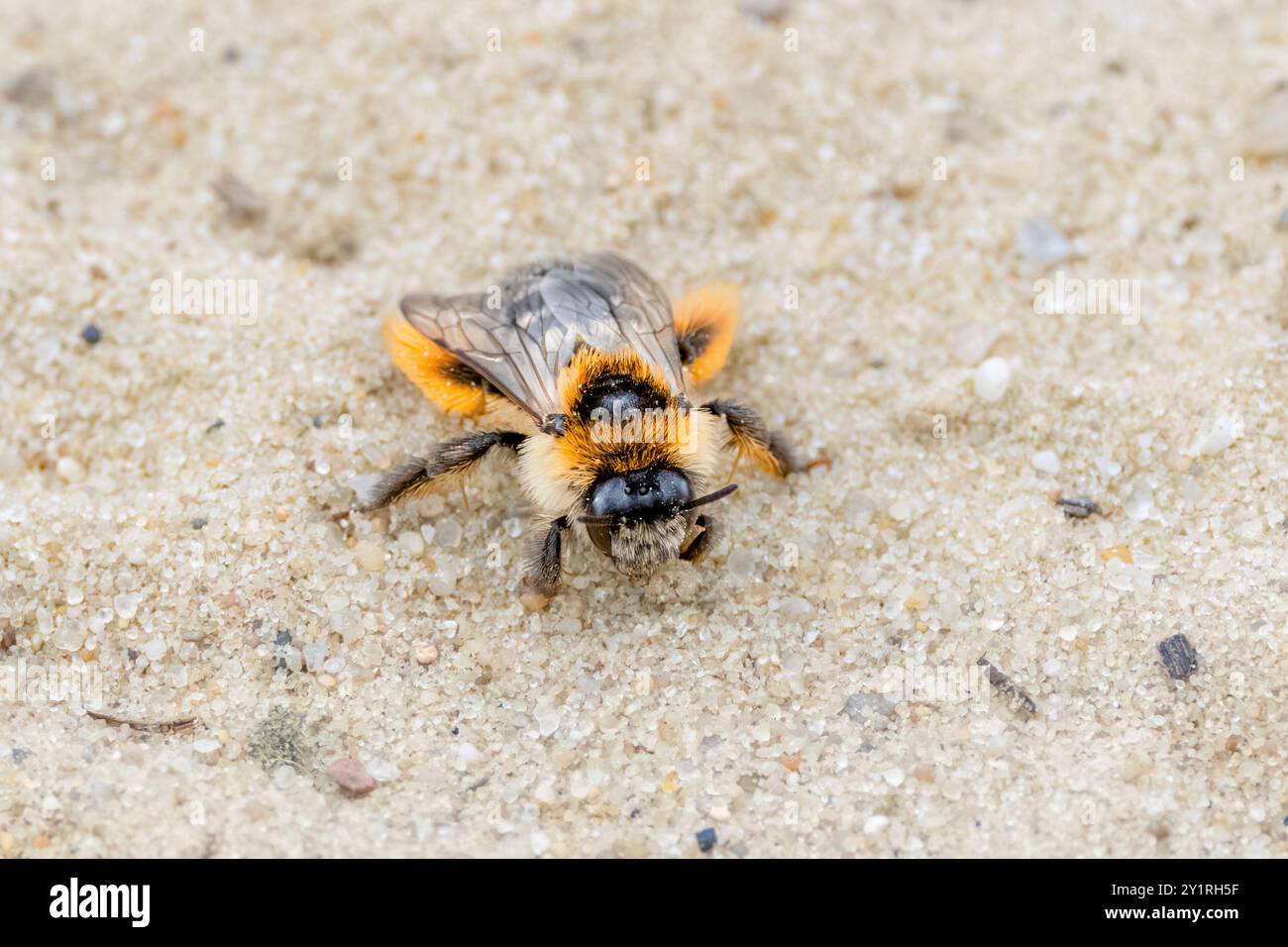 Primo piano: Ape Pantaloon, Dasypoda hirtipes, camminando su grani di sabbia di una strada sterrata nella riserva naturale di Balloërveld nella provincia olandese di Drenthe Foto Stock