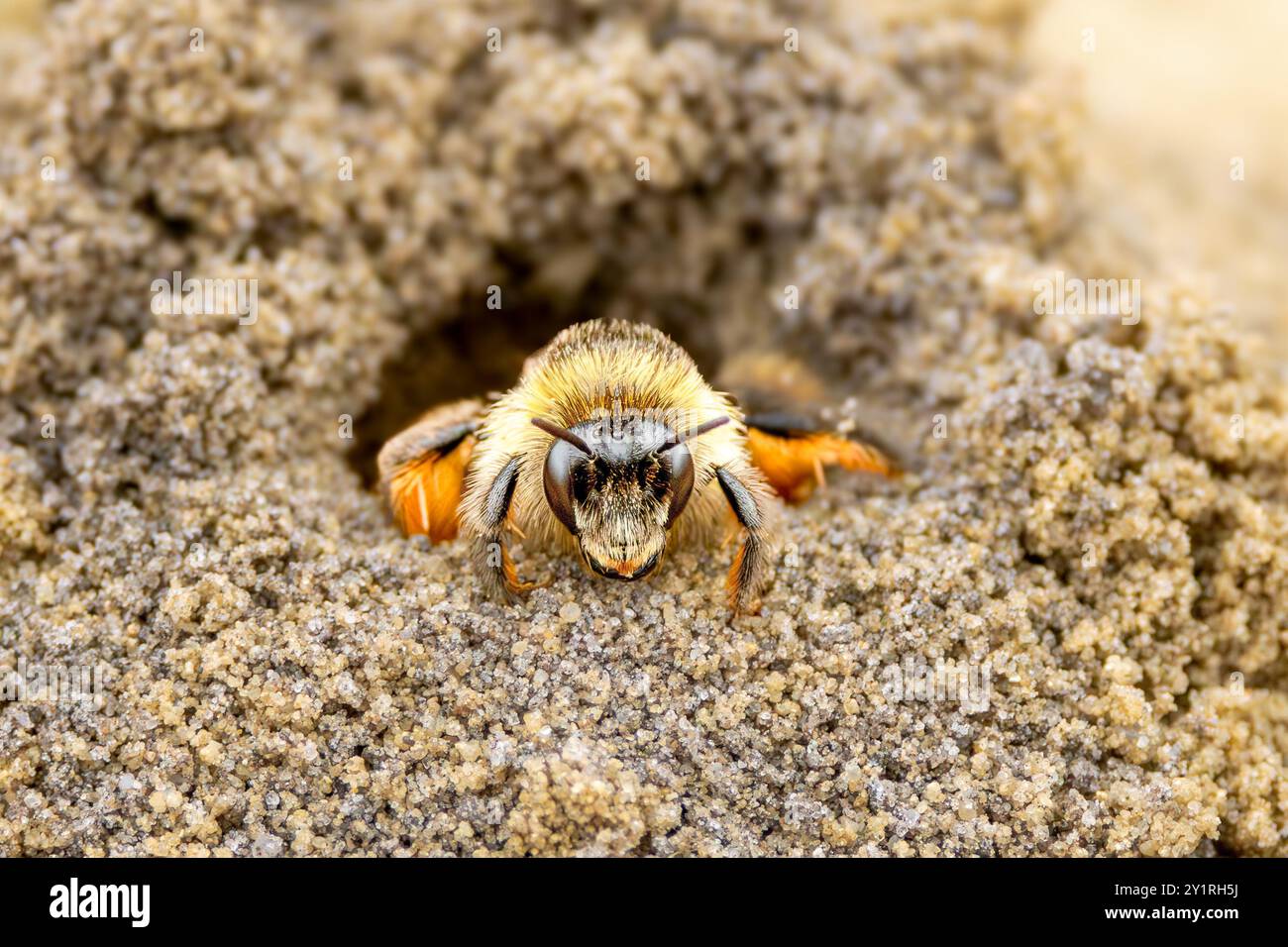 Primo piano dell'ape Pantaloon, Dasypoda hirtipes, che strisciano fuori da un tunnel scavato in una fossa di sabbia nella riserva naturale di Balloërveld nella provincia olandese di Drenthe o Foto Stock