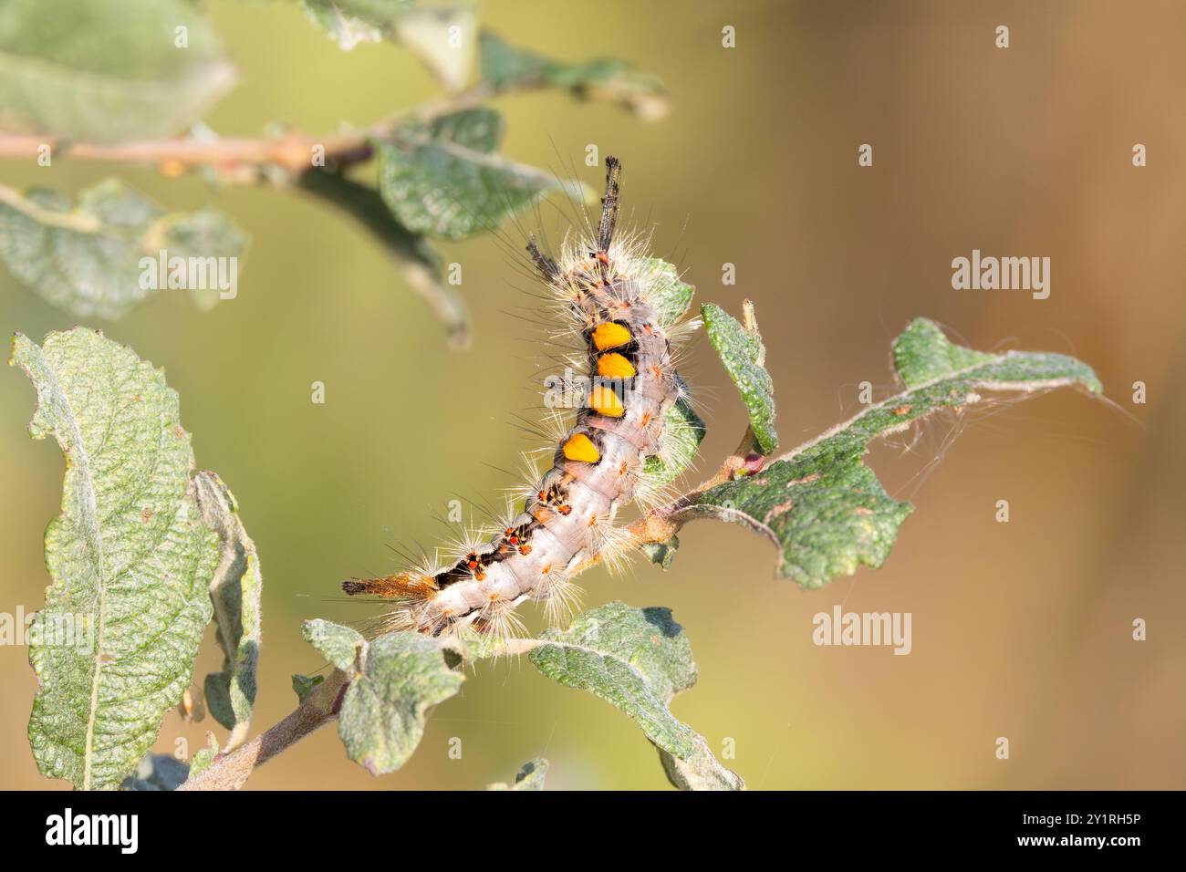 Primo piano di un Vapourer, Orgyia antiqua, nel suo habitat naturale strisciante sui fusti di salice grigio, Salix cinerea, con danni visibili all'alimentazione del le Foto Stock