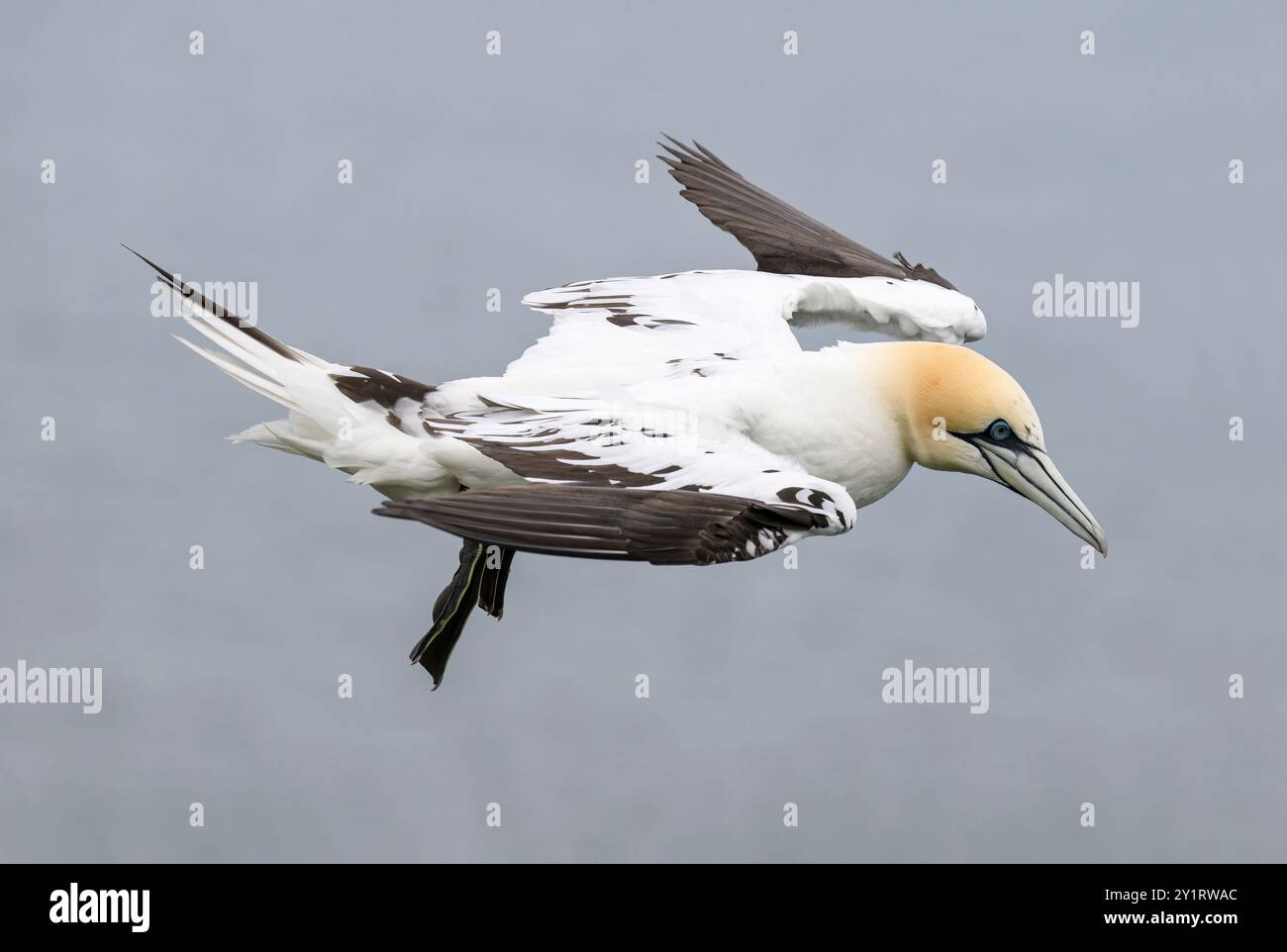 Northern Gannet, Morus bassanus uccello sub adulto in volo RSPB Bempton Cliffs, Yorkshire May Foto Stock