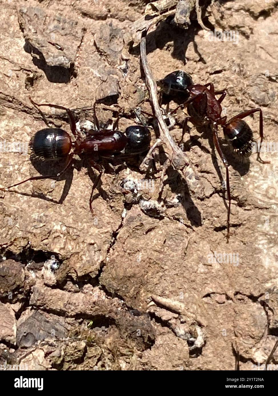 Marrone-nero Carpenter Ant (Camponotus ligniperda) Insecta Foto Stock