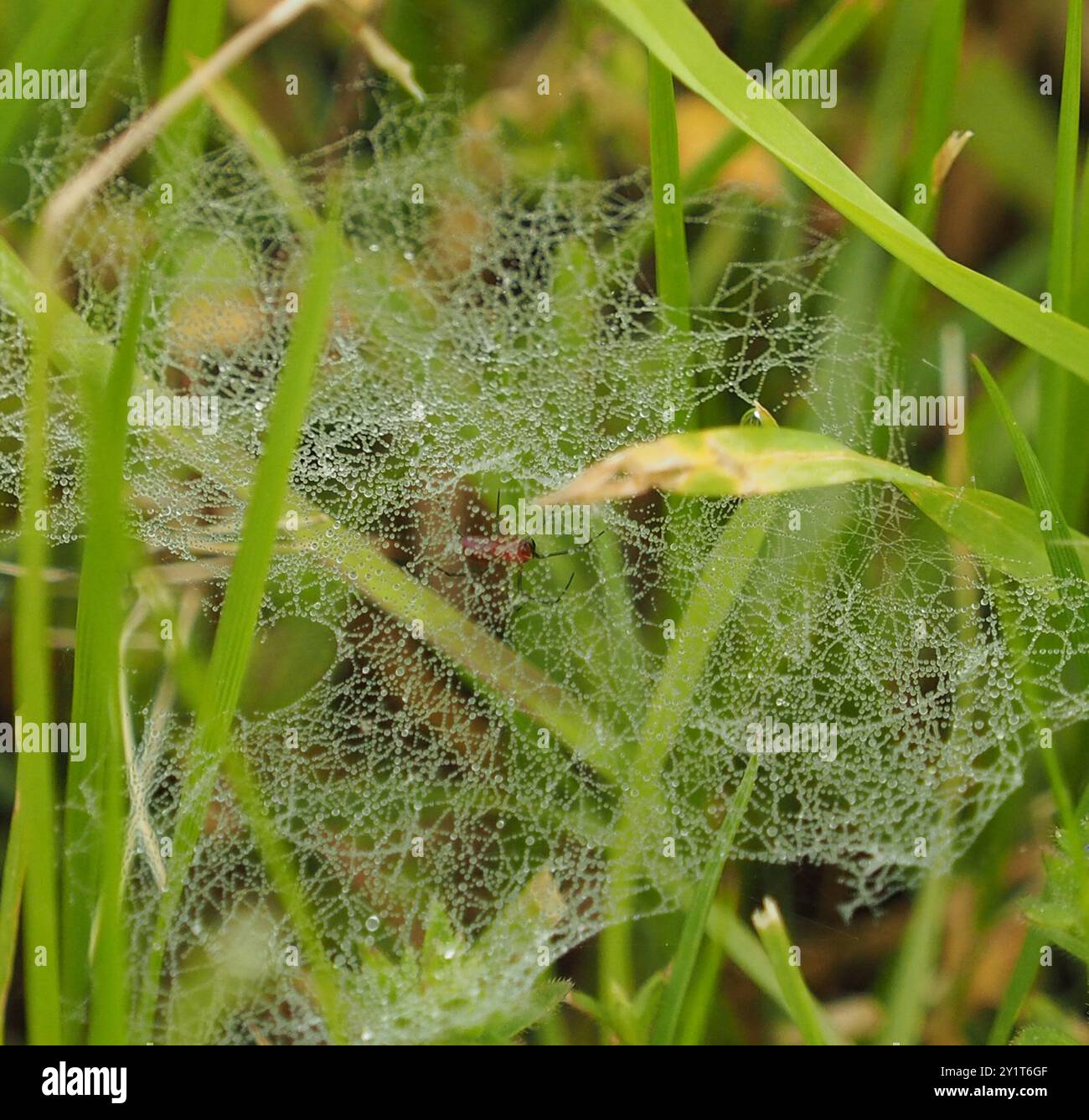 Tessitrice rossa dalla coda nera (Florinda coccinea) Arachnida Foto Stock