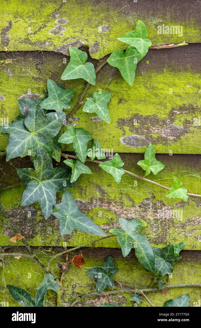 edera variegata e alghe bindali che crescono su una recinzione rivestita di muschio o licheni in un giardino rivestito di pannelli Foto Stock