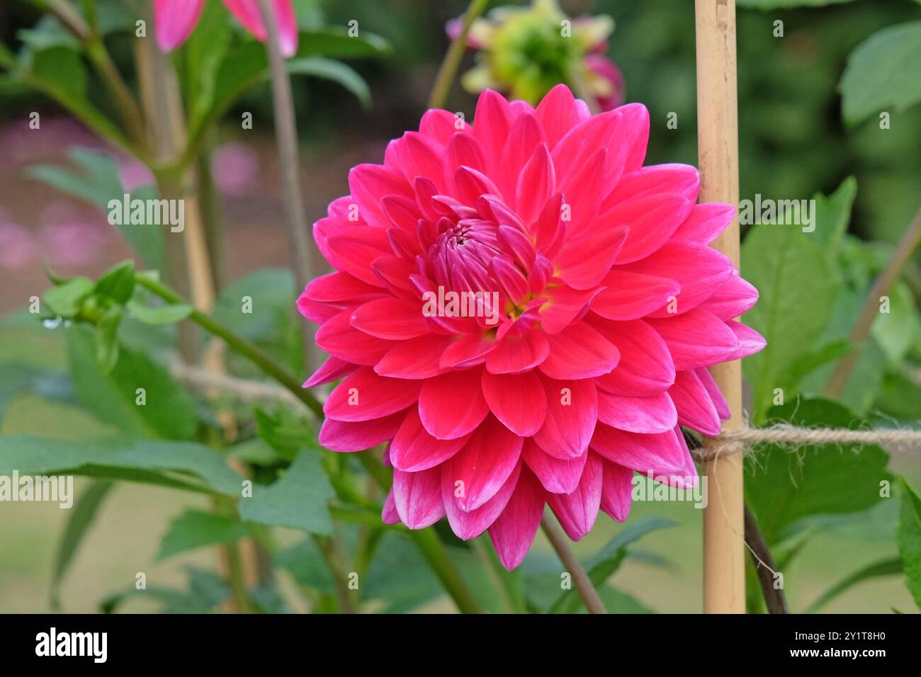 dahlia «ryecroft Caroline’s beauty» decorativa rosa magenta brillante in fiore. Foto Stock