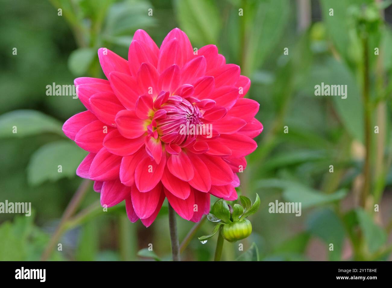 dahlia «ryecroft Caroline’s beauty» decorativa rosa magenta brillante in fiore. Foto Stock