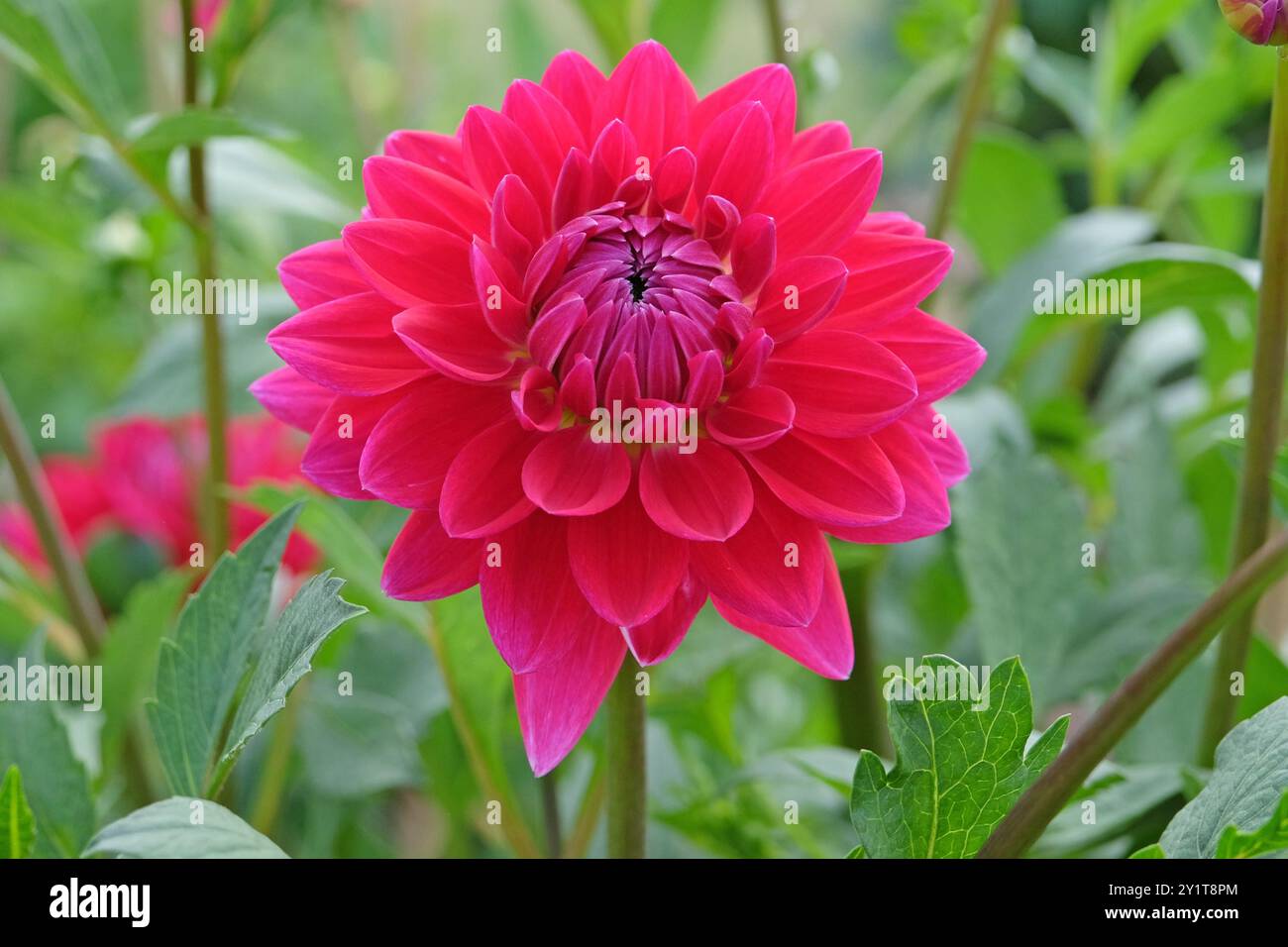 dahlia «ryecroft Caroline’s beauty» decorativa rosa magenta brillante in fiore. Foto Stock