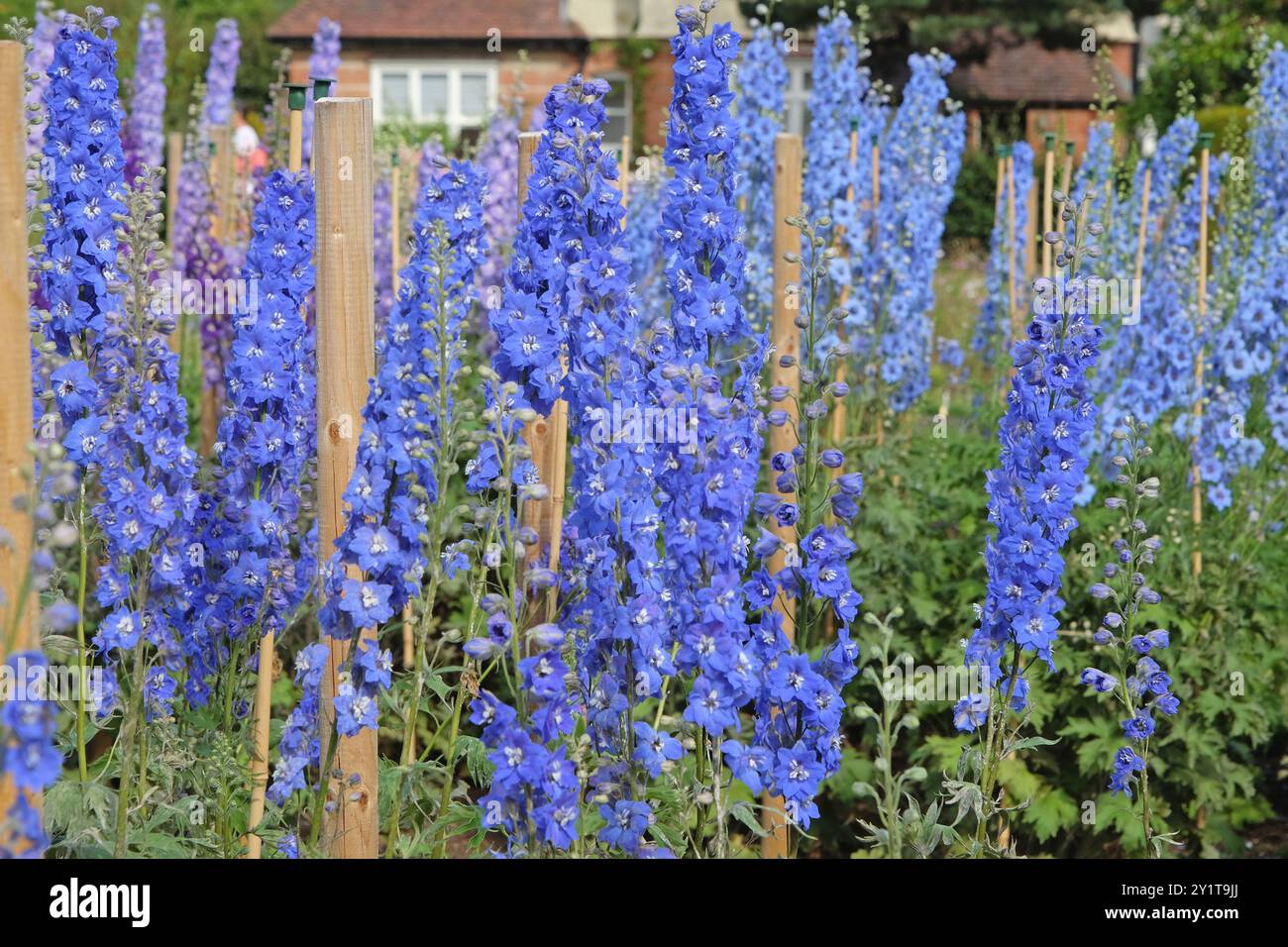 «Candle Blue Shades» di Delphinium blu scuro e bianco in fiore Foto Stock