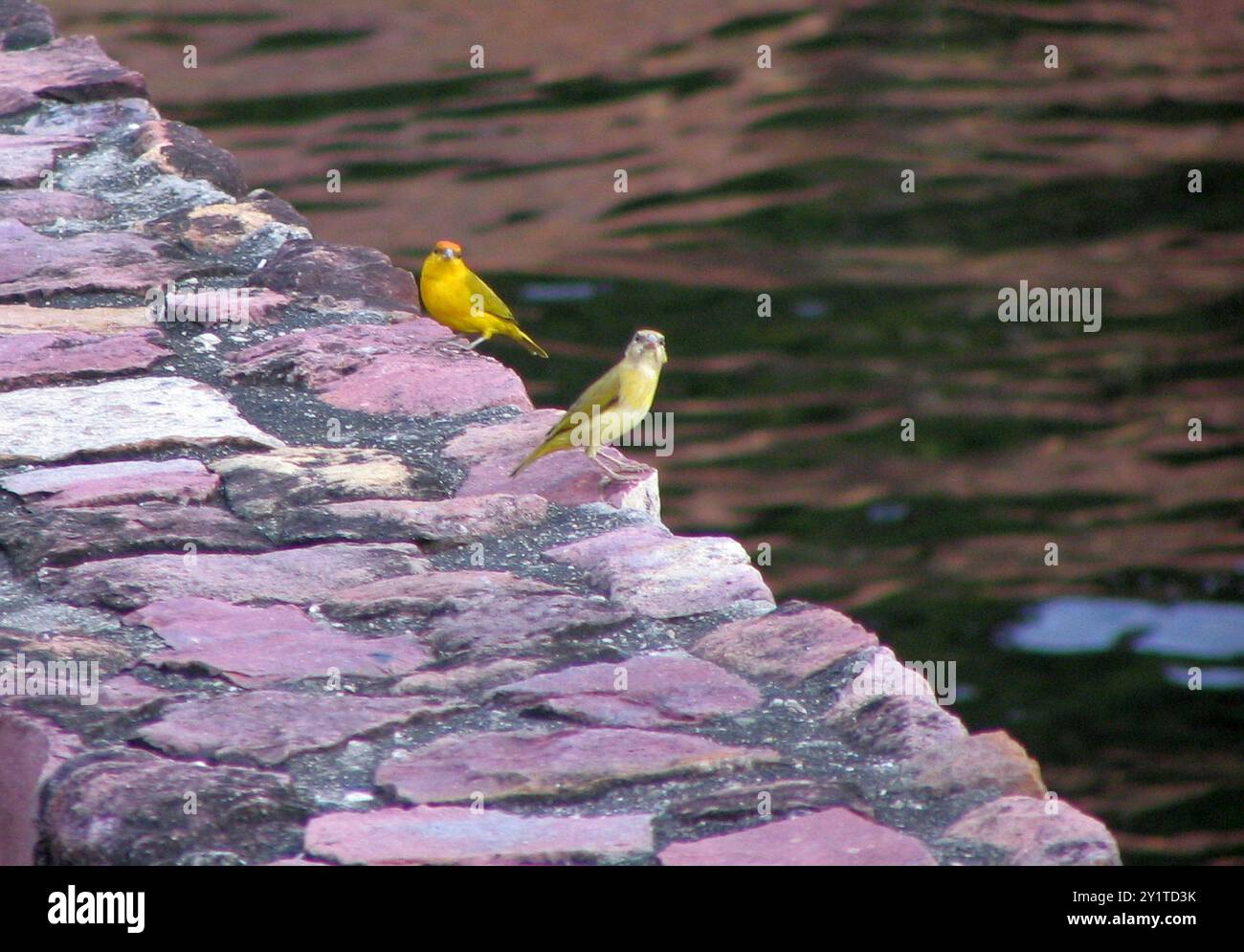 Giallo-Finch (Sicalis columbiana) con la parte frontale arancione Aves Foto Stock
