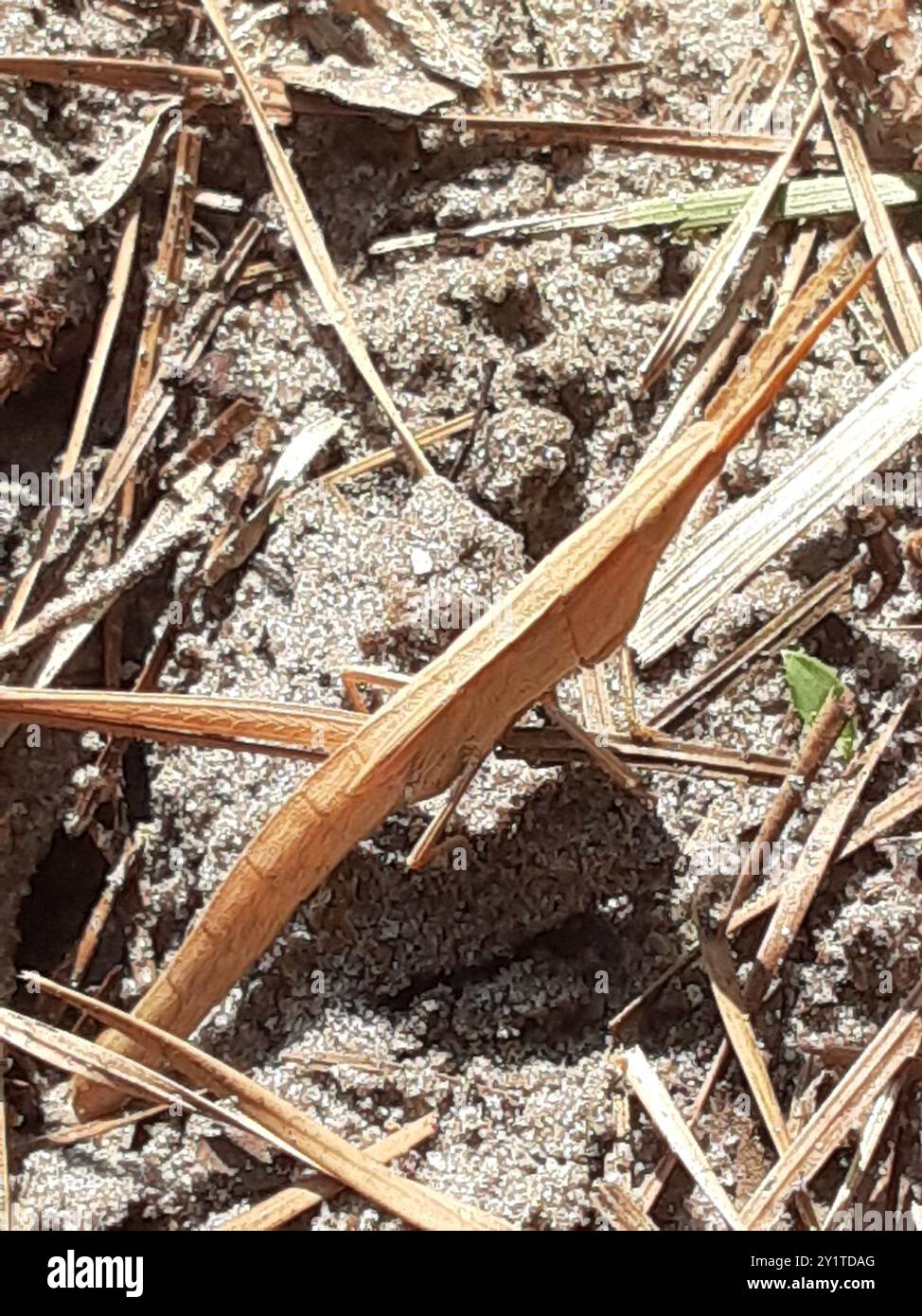 Stuzzicadenti a testa lunga Grasshopper (Achurum carinatum) Insecta Foto Stock