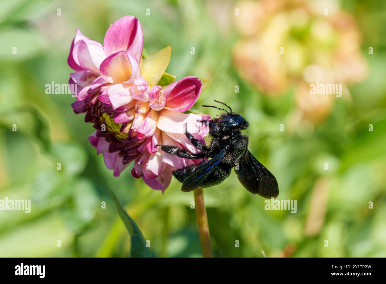 Un'ape che interagisce felicemente con un fiore rosa, evidenziando la bellezza della natura e il processo di impollinazione Foto Stock