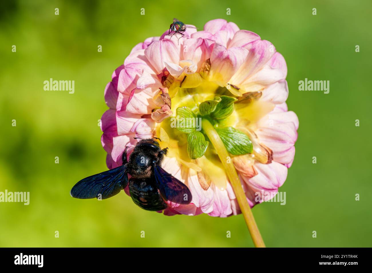 Un'ape che interagisce felicemente con un fiore rosa, evidenziando la bellezza della natura e il processo di impollinazione Foto Stock